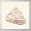Suche nach rosa muschel poster Muscheln