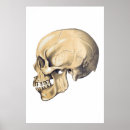 Suche nach vintages skelett poster Elegant