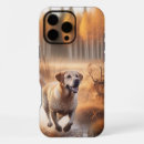 Recherche de chasse de canard coques Faune