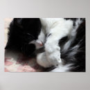 Recherche de minou rose posters Mignon