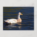 Recherche de canard blanc cartes postales Eau