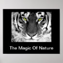 Recherche de tigres blancs posters Nature