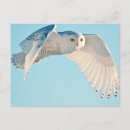 Suche nach schneebedeckte eule postkarten Vogel
