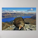 Suche nach neuseeland vogel poster Natur