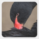 Suche nach schwarzer schwan aufkleber Schwarzschwan