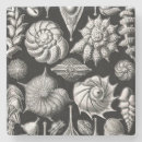 Suche nach haeckel untersetzer Wissenschaftliche illustration