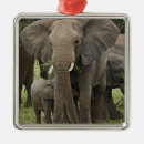 Suche nach afrikanischer elefant ornamente Loxodonta africana