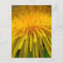 Recherche de macro de fleur photographie Pour tous