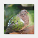 Recherche de tourterelle magnets Oiseau