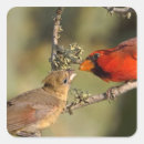 Recherche de cardinal autocollants Alimentation