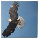 Suche nach flug im flug fliesen Raubvogel
