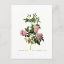 Recherche de rosas cartes postales Fleur