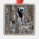 Suche nach lemur ornamente Säugetier