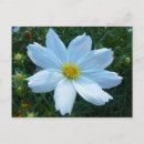 Suche nach weiße wildblumen postkarten Blumenfotografie