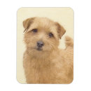 Recherche de balai magnets Mignon