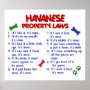 Suche nach havaneser poster Niedlich