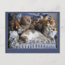 Recherche de humanitaire cartes postales Animaux