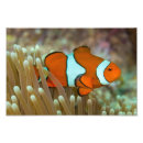 Recherche de clownfish Mer