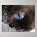 Suche nach katzenaugen poster Meow