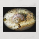 Recherche de snails cartes postales Mollusque