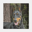 Suche nach dobermann magnete Pinscher