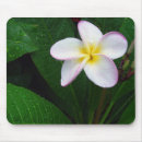 Recherche de fleurs hawaïennes tapis souris Plumeria