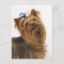 Suche nach yorkshire terrier postkarten Haustier
