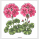 Recherche de géraniums autocollants Floraison