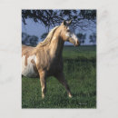 Suche nach paint horse postkarten Foto