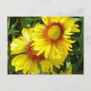 Suche nach gelbe wildblumen postkarten Blumenfotografie