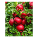 Recherche de pommier posters Automne