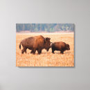 Suche nach amerikanischer bison leinwandbilder Grasland