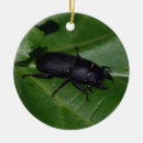 Suche nach käfer ornamente Fehler