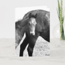 Suche nach colt karten Pferd