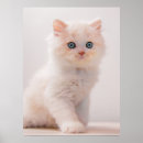 Recherche de plié posters Chaton