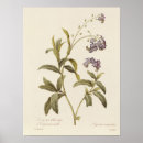 Suche nach vergissmeinnicht poster Blume