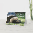 Suche nach tortoise karten Turtle