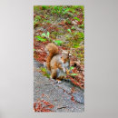 Recherche de écureuil posters Photographie de la faune