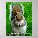 Suche nach eichhörnchen foto poster Tiere