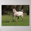 Suche nach appaloosa horse poster Running