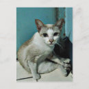 Suche nach siamese cat postkarten Niedlich