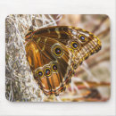 Recherche de papillon bleu morpho tapis souris Macro