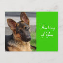 Suche nach deutsche postkarten Hund