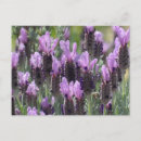 Recherche de fleurs lavande cartes postales Nature