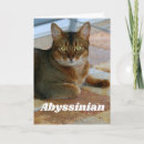 Recherche de abyssinien Chaton