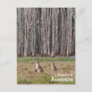 Suche nach wallaby poster Foto
