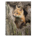 Recherche de renard photographie Animaux mignons