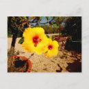 Suche nach gelber hibiskus postkarten Blumenreich