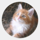 Recherche de léopard blanc autocollants Chat