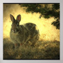 Recherche de lapin sauvage art Lièvre